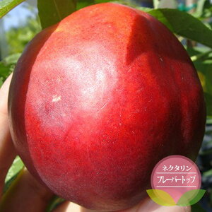 �� �c�� �l�N�^���� �y�t���[�o�[�g�b�v�z 1�N���ږؕc