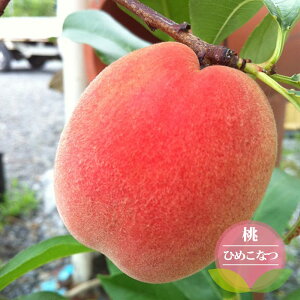  c yЂ߂Ȃz 3Nږ1mc yYnř 1.0mcz o^iEio^ y\̔z11{ח\