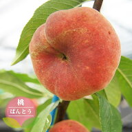桃 苗木 【蟠桃 （チャイナピーチ）】 2年生 接木 苗木 ■限定販売■ 【予約販売】10～11月頃入荷予定
