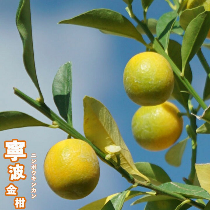 楽天市場】金柑 苗 【にんぽうきんかん】 2年生接木苗 : 苗木部 by 