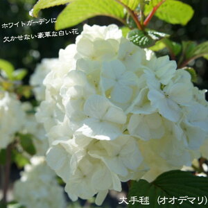 {iIIf}j c ^zցE卫 kCEEs