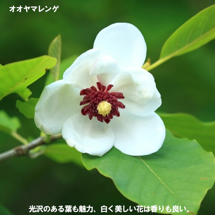 楽天市場 大山蓮華 オオヤマレンゲ 6号ポット苗 庭木 落葉樹 シンボルツリー 観賞花木 苗木部 ｂｙ 花ひろばオンライン