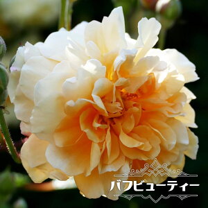 四季咲き 強香 バラ 苗の人気商品 通販 価格比較 価格 Com