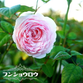 四季咲きバラ苗 【フンショウロウ （粉粧楼）】 1年生 新苗 【予約販売】4月中旬頃入荷予定