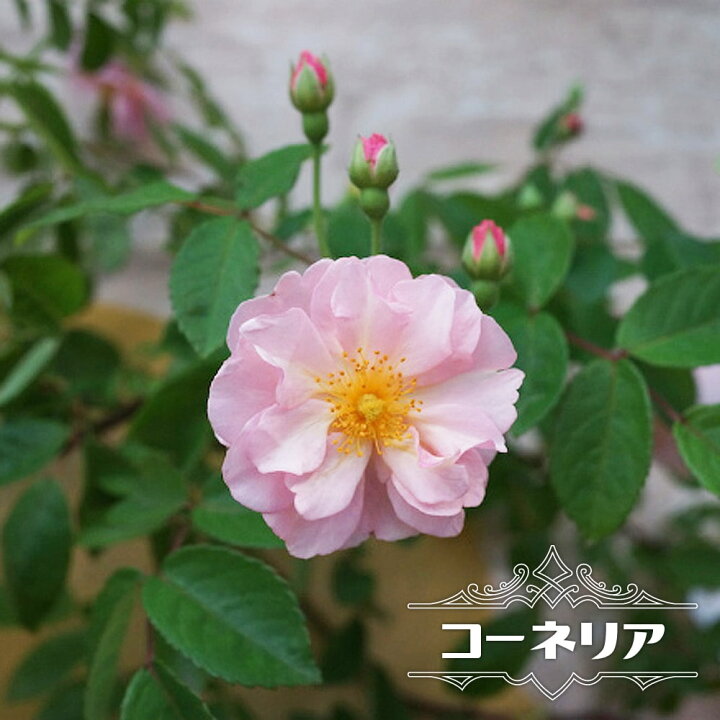 楽天市場 バラ苗 コーネリア オールドローズ 国産苗 大苗 6号ポット苗 四季咲き ピンク 強香 強健 バラ 苗 薔薇 Np 苗木部 ｂｙ 花ひろばオンライン