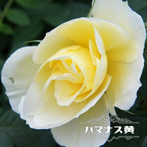 oc yn}iXz 1NVc 3.5|bgc y\̔z4{ח\