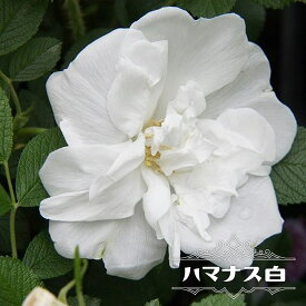 楽天市場 ハマナス 苗の通販