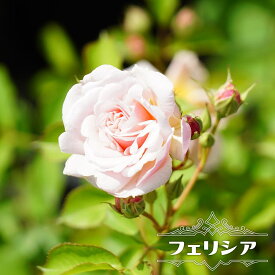 四季咲き強香つるバラ 【フェリシア】 1年生新苗