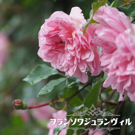 楽天市場 日陰 に 強い バラの通販