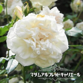 楽天市場 つる バラ 四季咲き 白の通販