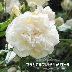 o y}_AtbhLG[z 2Nc 6|bg y\̔z12`N1ח\