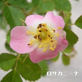楽天市場 一重咲き 種類 植物 バラ の通販 楽天市場 一重咲き 種類 植物 バラ の通販