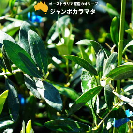 楽天市場 オリーブ カラマタ 苗木の通販