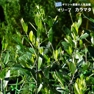 yJ}^z I[u̖ 2Nږؕc y\̔z10`11ח\