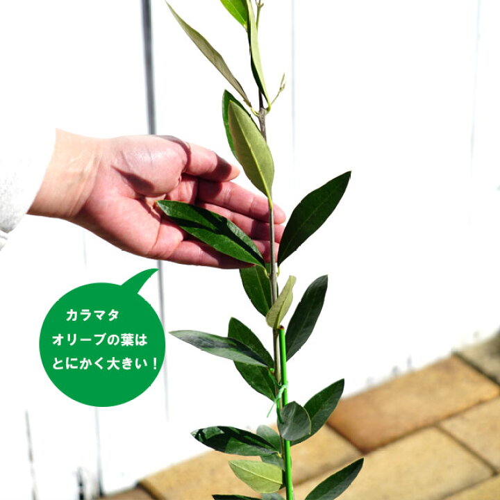 楽天市場】【カラマタ】 オリーブの木 2年生接木苗 : 苗木部 by 花 