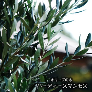 yn[fB[Y}Xz I[u̖ 2Nږؕc y\̔z10`11ח\