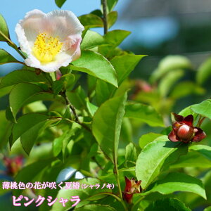 sNVmL y閾Oz {  i[Z[|bgc ^zցE卫 kCEꌧEւ̔s