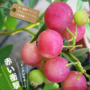 ysNl[hz nCubh u[x[c 3Nږؑc