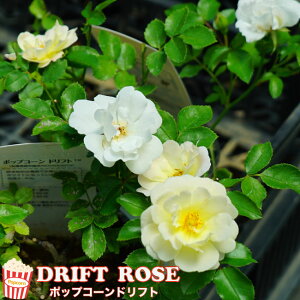 lG炫Cio yhtg[Y |bvR[htgz 4|bgc