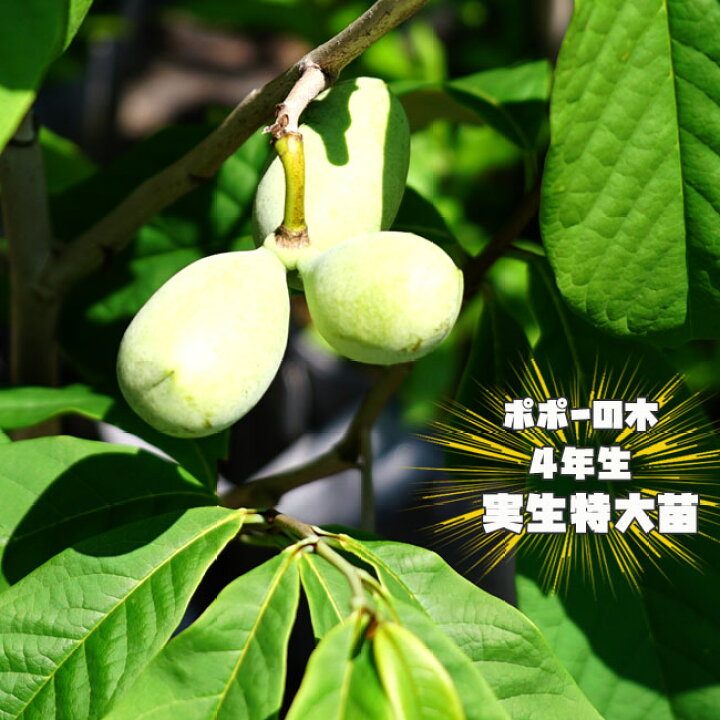 ポポー苗木 【マンゴー】 5年生 接ぎ木 大苗 : 苗木の専門店 グリーン 