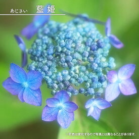 楽天市場 ヤマアジサイ 挿し木 苗物 ガーデニング 農業 花 ガーデン Diyの通販
