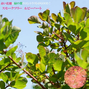 X[Nc[ yr[n[gz 7A