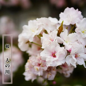 楽天市場 桜 切花の通販