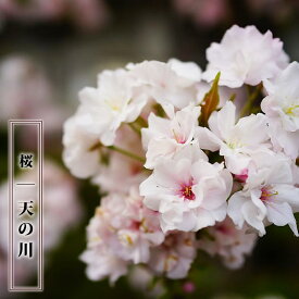 ほうき桜 【天の川】 1年生接木苗