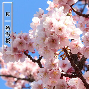 苗 桜苗木の通販 価格比較 価格 Com