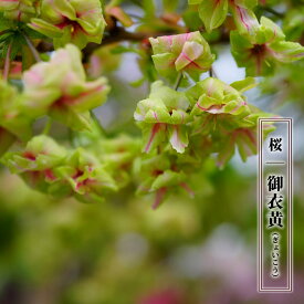 緑桜 【御衣黄 （ぎょいこう）】 1年生接木苗