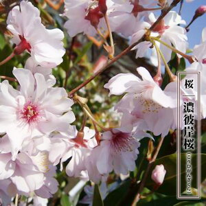  yZފݍ iЂjz 2N ږؕc 6O|bg