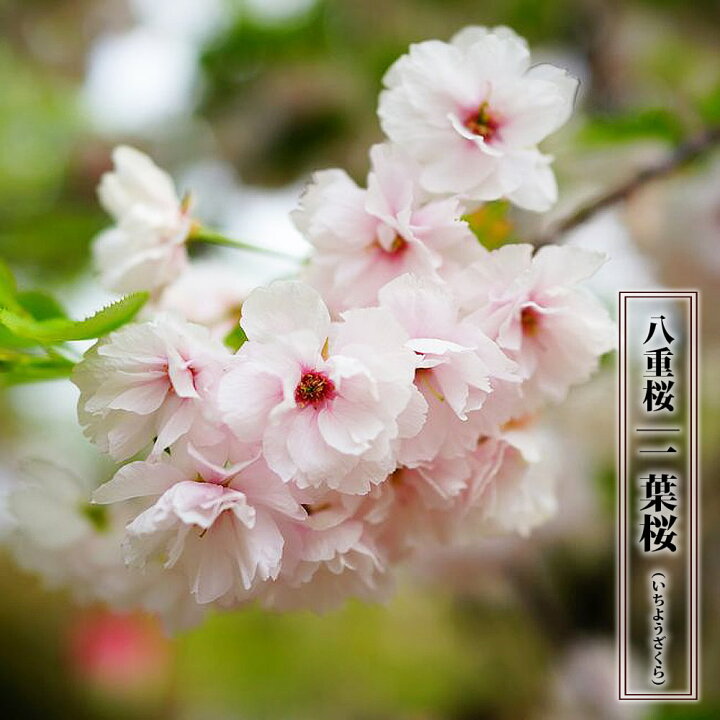 楽天市場 八重桜 一葉桜 1年生 接ぎ木 苗 苗木部 ｂｙ 花ひろばオンライン