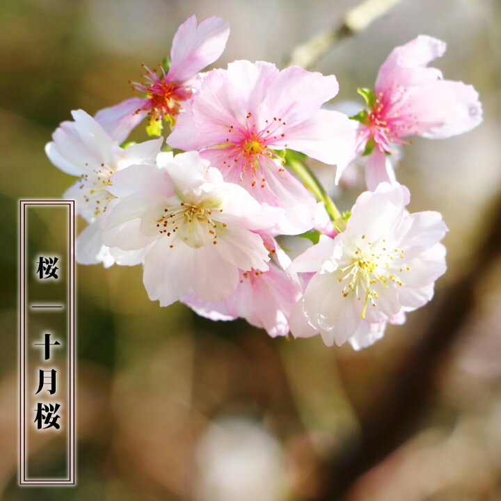 楽天市場】二季咲き さくら 【十月桜】 1年生接木苗 : 苗木部 by 花 