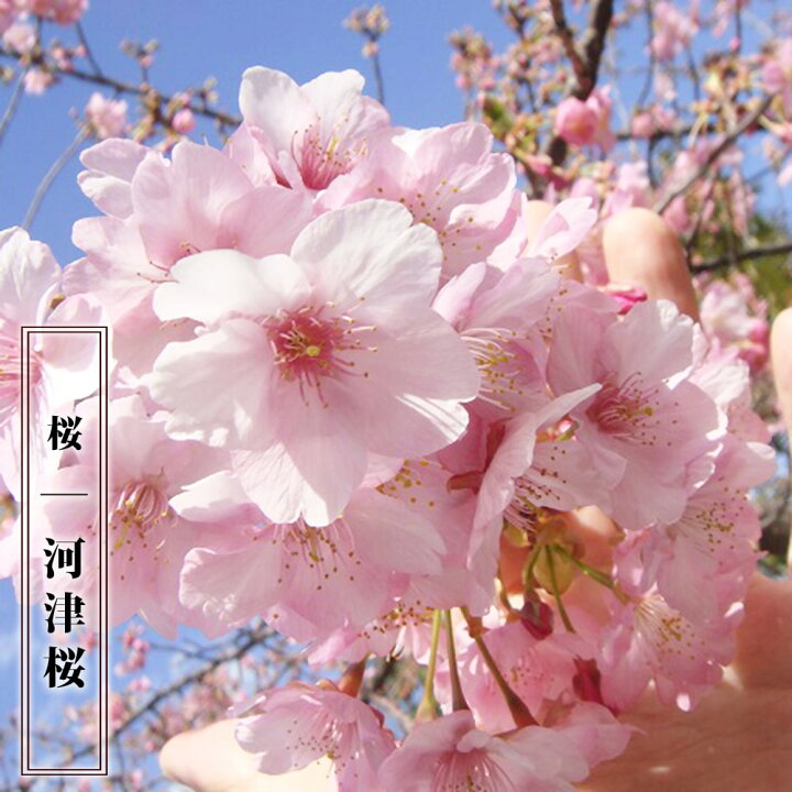 楽天市場 早咲きさくら 河津桜 かわづざくら 1年生接木苗 苗木部 ｂｙ 花ひろばオンライン
