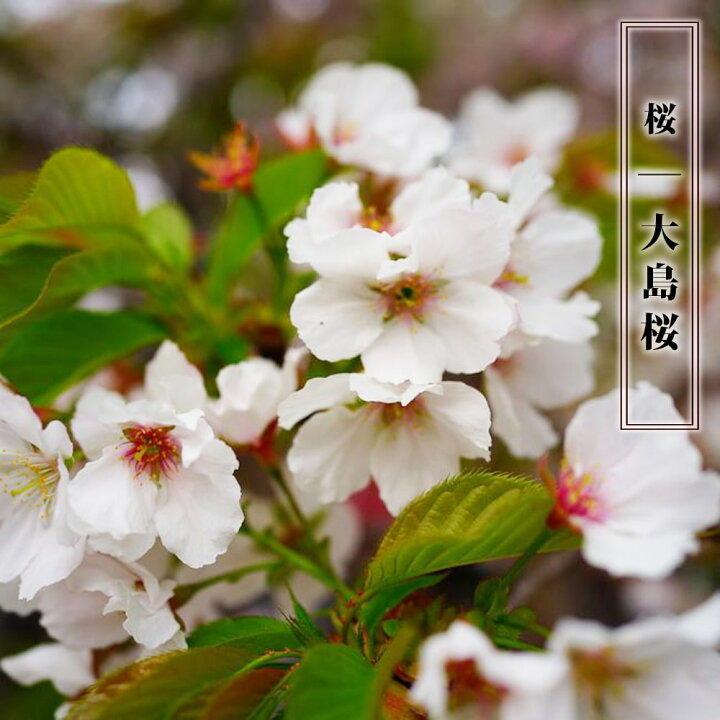 楽天市場 さくら 大島桜 1年生 接ぎ木 苗 苗木部 ｂｙ 花ひろばオンライン