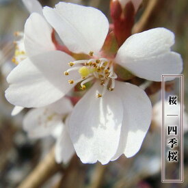 二季咲き さくら 【四季桜】 1年生接木苗