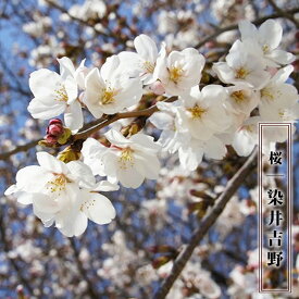 楽天市場 3年 桜 苗木の通販