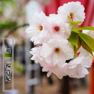  ykM܁z 1Nږؕc y\̔z12`N1ח\