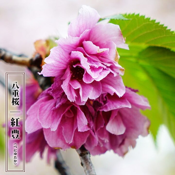 楽天市場 八重桜 紅豊 1年生 接ぎ木 苗 苗木部 ｂｙ 花ひろばオンライン