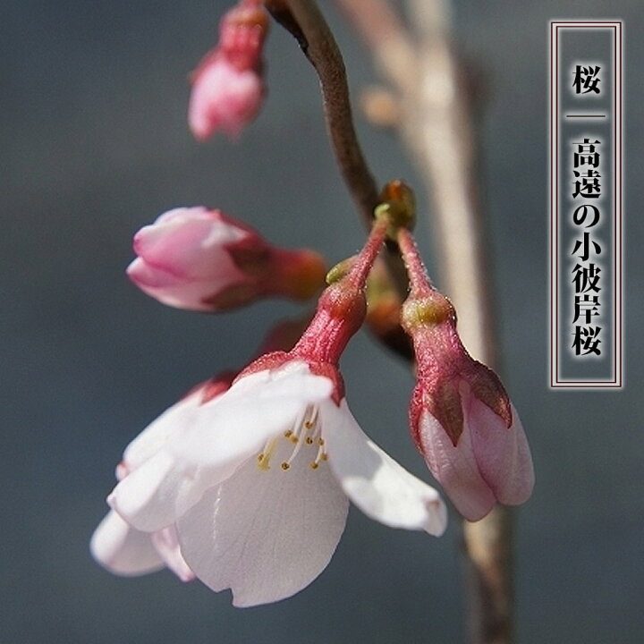 楽天市場 さくら 高遠の小彼岸桜 1年生 接ぎ木 苗 苗木部 ｂｙ 花ひろばオンライン