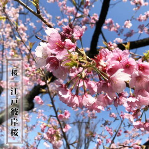  y]˔ފݍ iǂЂjz 1Nږؕc y\̔z12`N1ח\