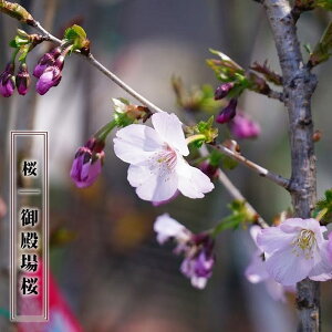  yaz 1Nږؕc y\̔z12`N1ח\