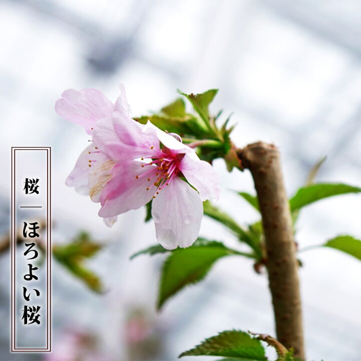 楽天市場 しだれ桜 ほろよい桜 1年生 接ぎ木 苗 苗木部 ｂｙ 花ひろばオンライン