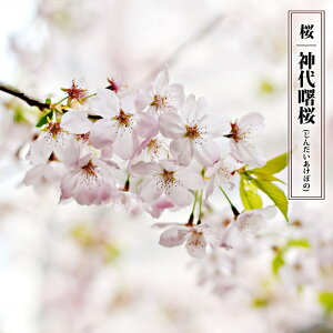  y_㏌ (񂾂ڂ́jz 1Nږؕc y\̔z12`N1ח\