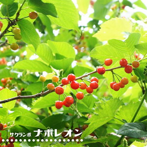 ڂ̖ yi|Iz 2Nږ OXbgA ̔ y\̔z10`11ח\