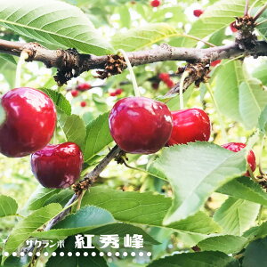 ڂ̖ ygGz 2Nږؕc OXbg A ̔ y\̔z10`11ח\