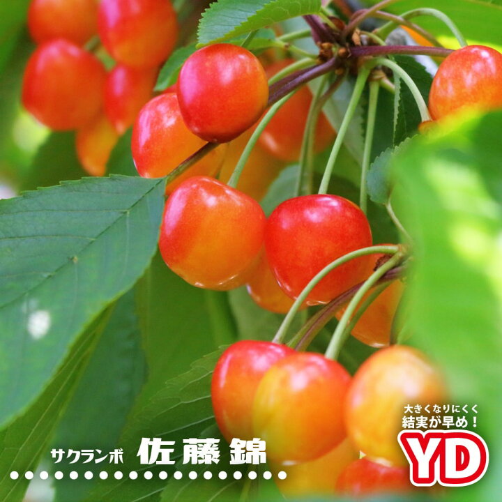 楽天市場 さくらんぼ Yd佐藤錦 2年生苗 矮性 ワイ性 台木 接ぎ木 ロングスリット 鉢植え 限定販売 苗木部 ｂｙ 花ひろばオンライン