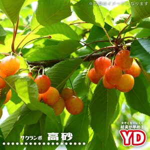 ڂ̖ yYDz 3N␫ؐږؑcyYnř 1.0mcz ^zցE卫 y\̔z10`11ח\