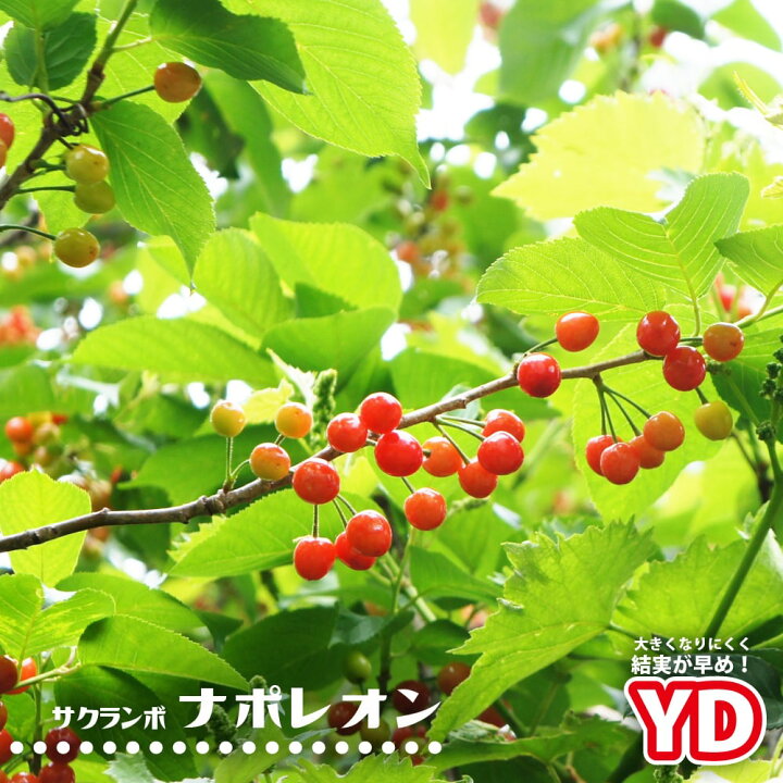 楽天市場 さくらんぼ Ydナポレオン 1年生 わい性台木 接ぎ木 苗 苗木部 ｂｙ 花ひろばオンライン