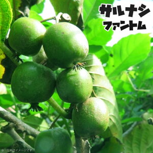 1{łȂxr[LEC yt@gz ږ 1N 4.5|bgc